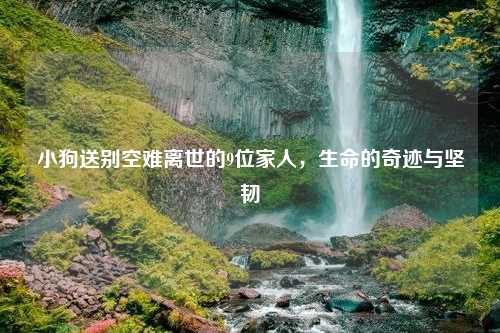 小狗送别空难离世的9位家人，生命的奇迹与坚韧